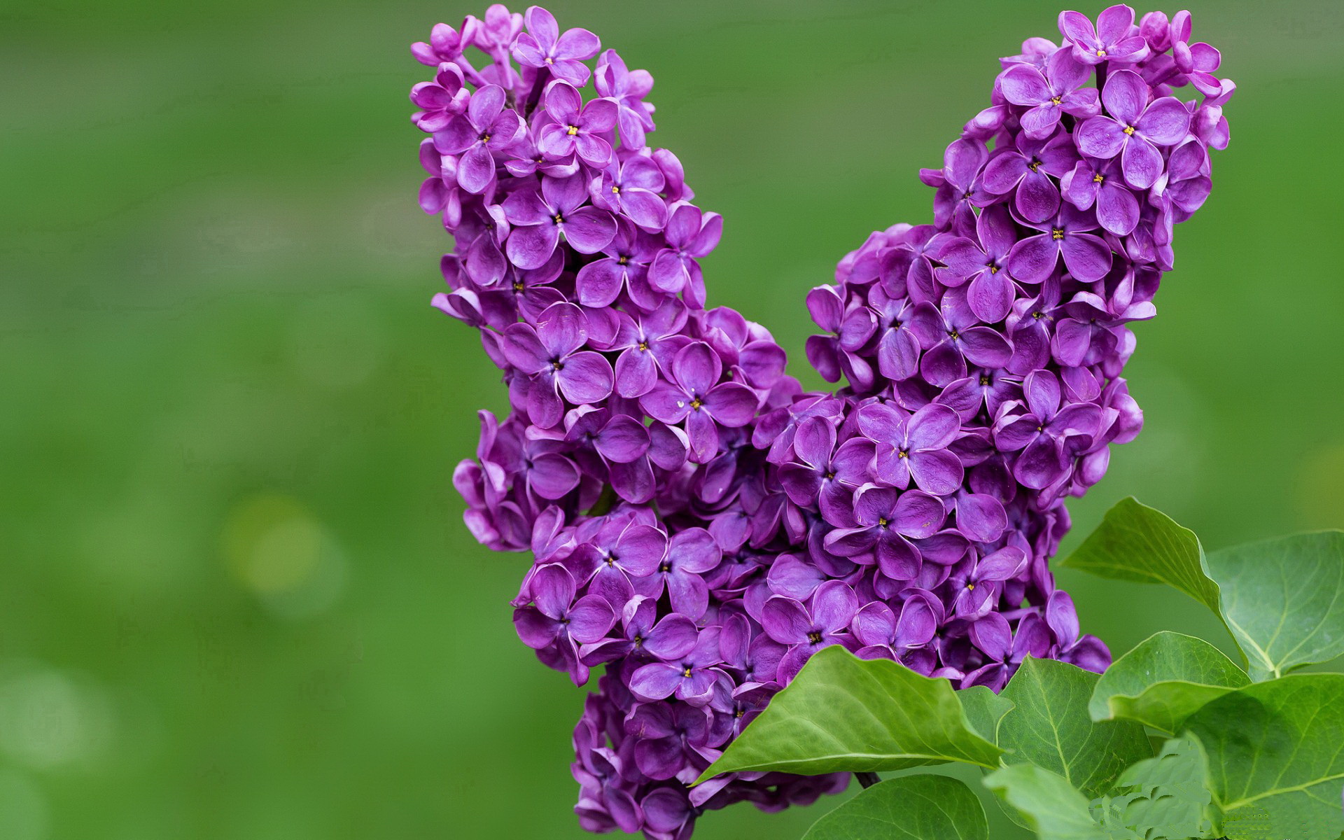 苏亚雷斯的节奏，F1年度争冠之夜的唯一性