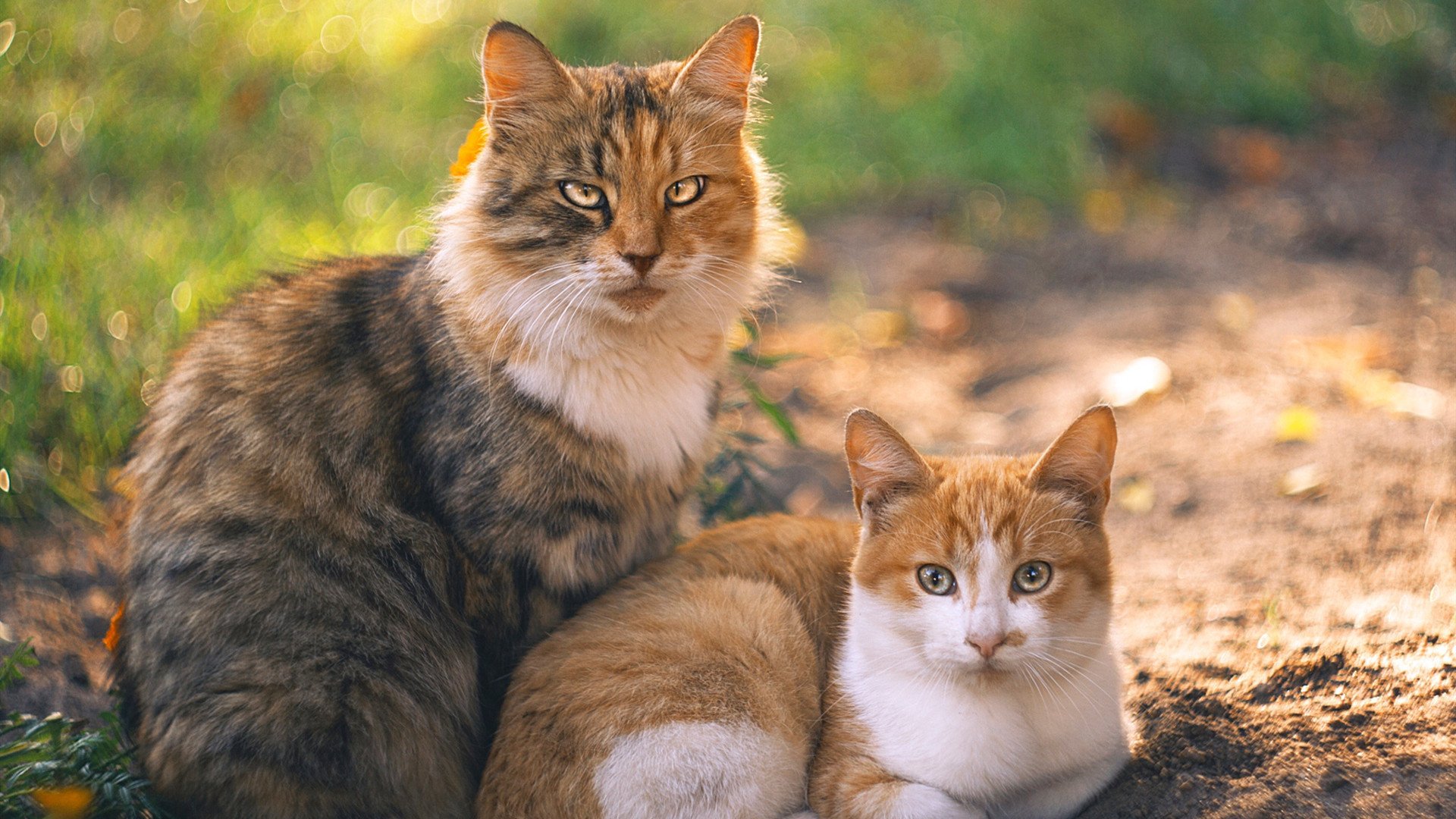 钢铁洪流与丛林法则，当皇马封锁洪都拉斯，马丁内利在F1丛林突围