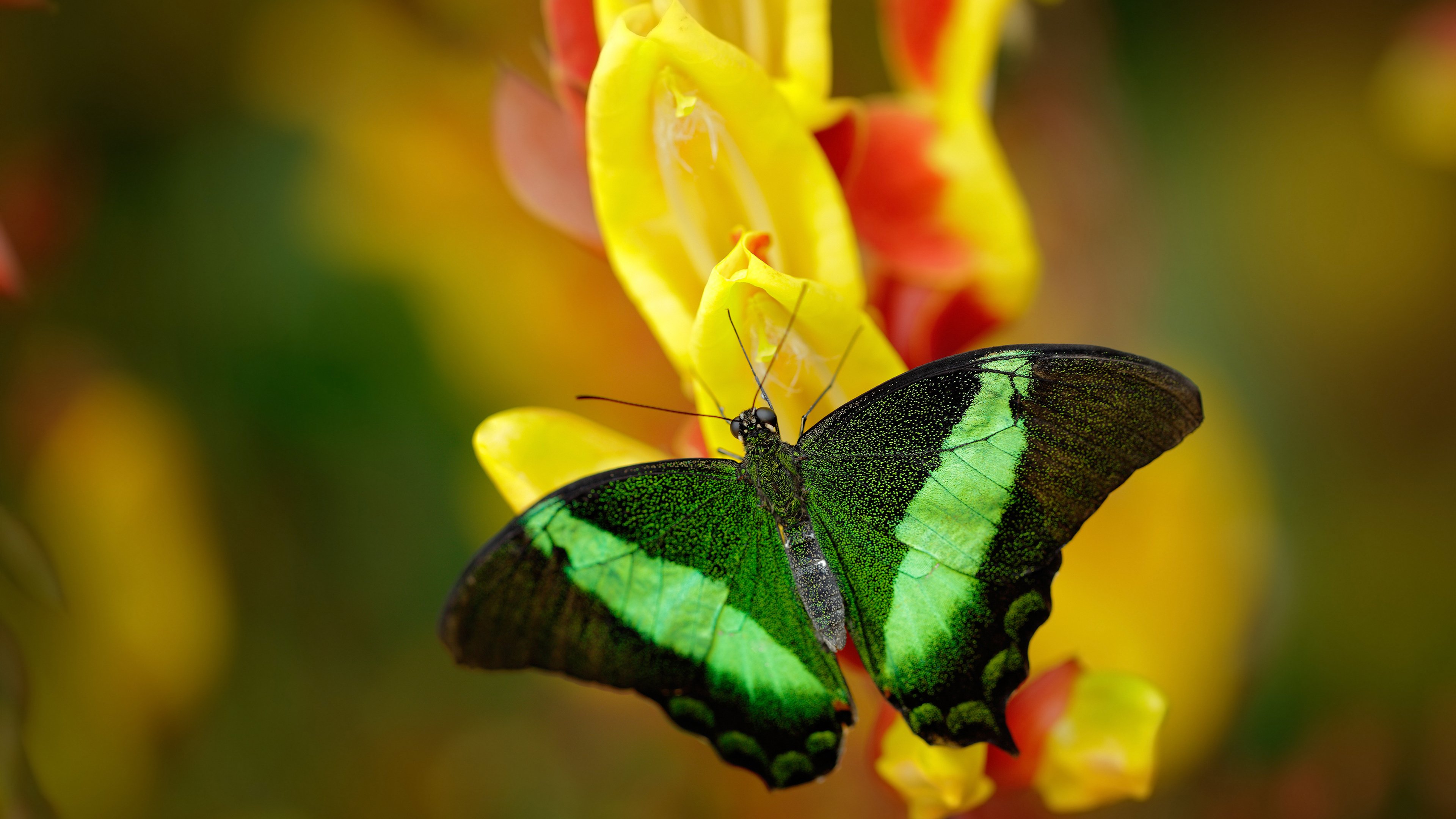 绿茵炼金术，劳塔罗三度淬火，厄瓜多尔淬砺胜贝蒂斯