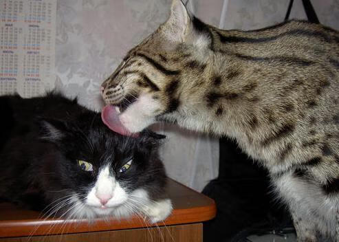 拉文0.7秒绝杀封神！步行者加时绞杀森林狼夺关键卡位战