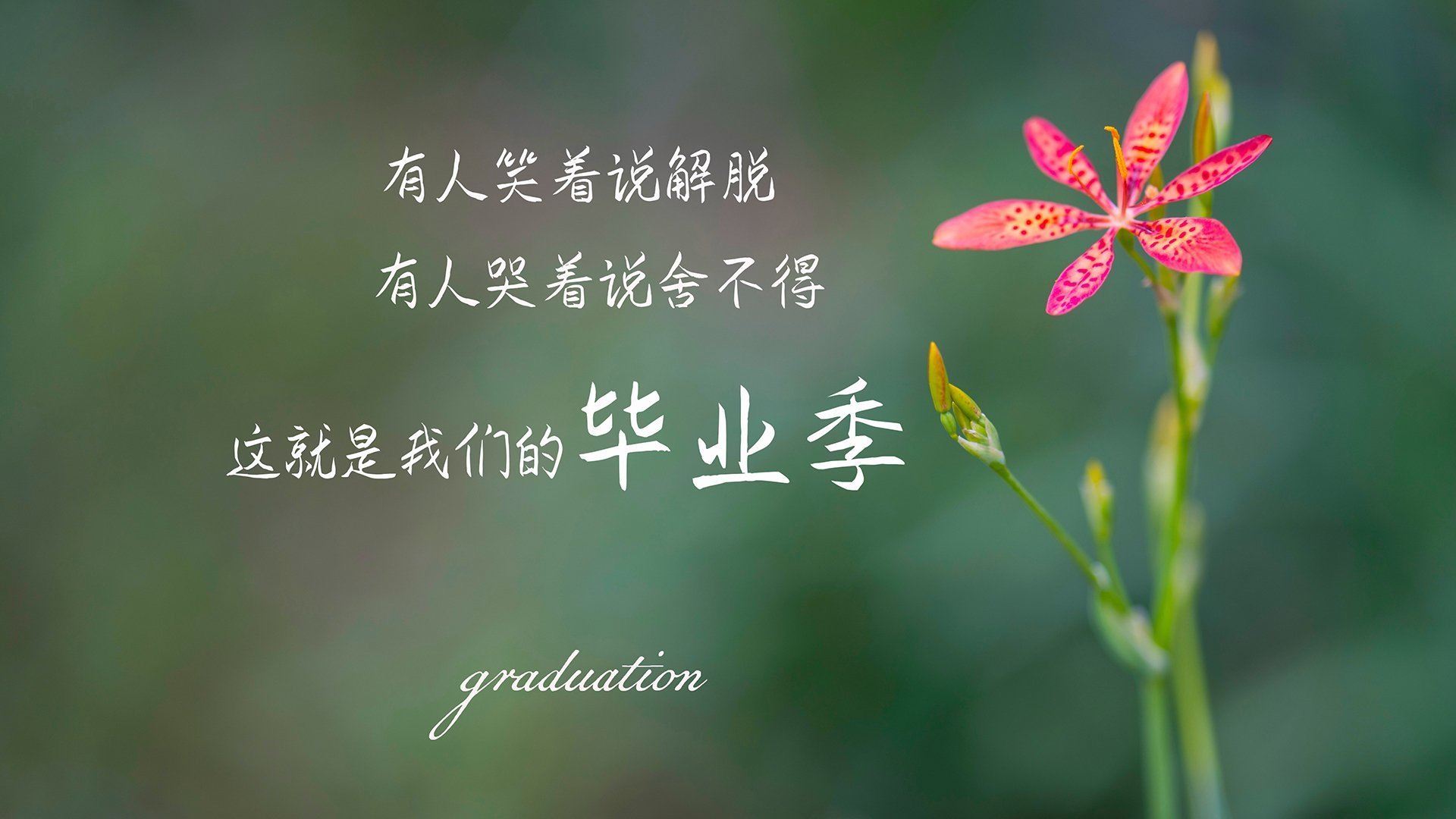 红色风暴与孤胆英雄，当利物浦掀翻石油王朝，托尼在德甲写下新王宣言