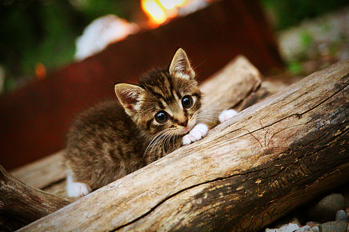 他用一杆老式火枪击碎质疑，射落的却是雷霆的未来
