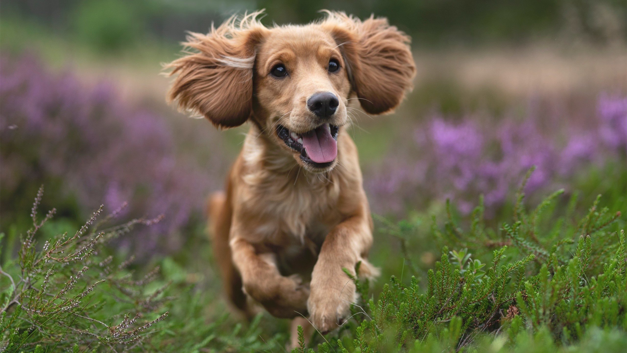 戈麦斯一剑封喉，尼日利亚攻防一体完胜牙买加