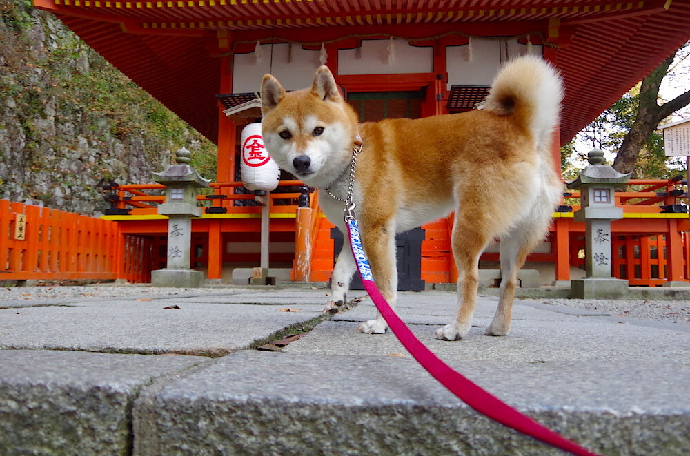 鹈鹕振翅吞没步行者，库里神射穿云破雾点燃全场