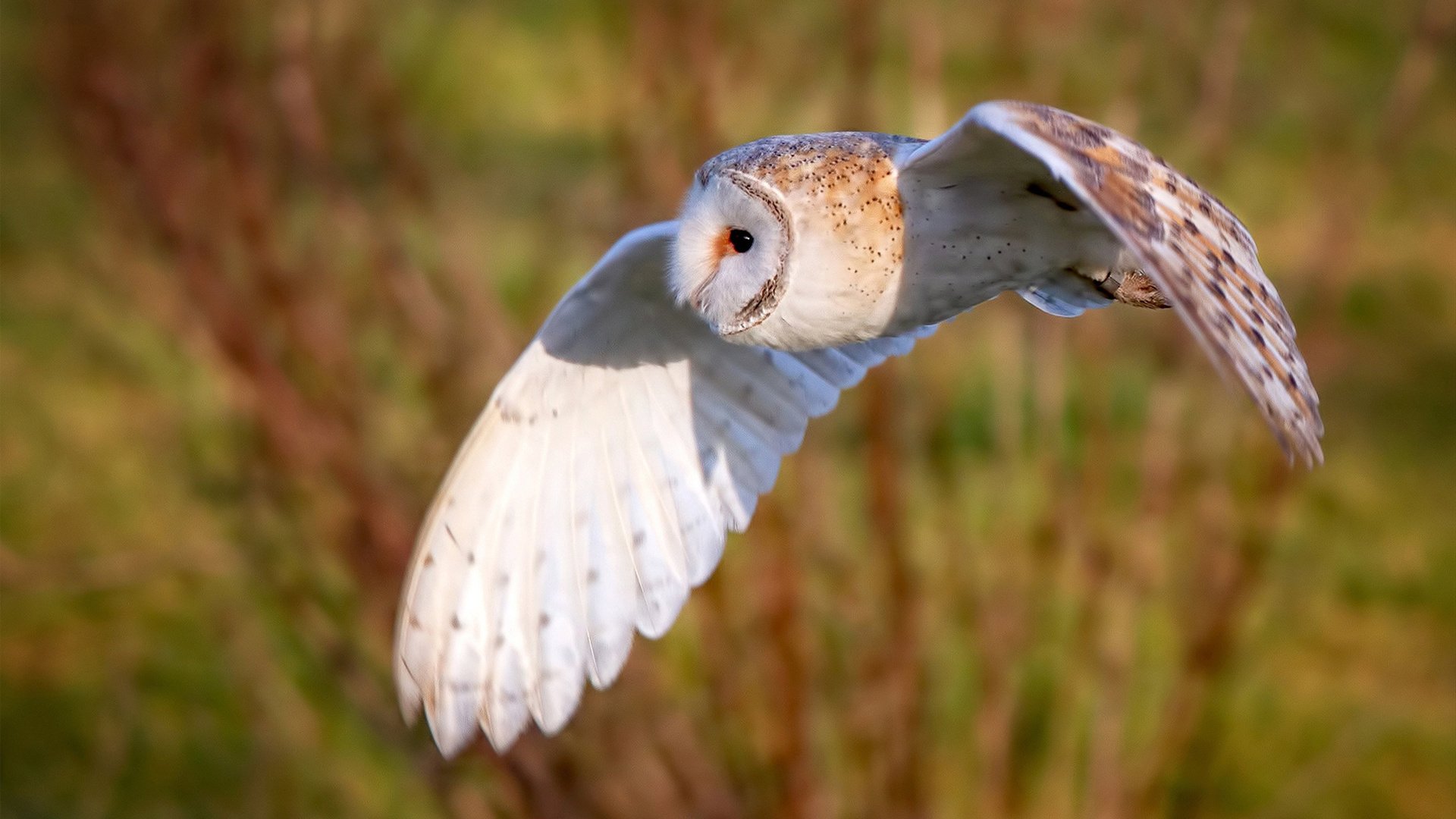 开云体育登录-草根逆袭，突尼斯力克塞维利亚，奥纳纳一扑封神诠释何为大场面先生